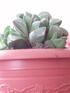 plantas024.jpg