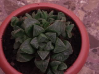 plantas026.jpg