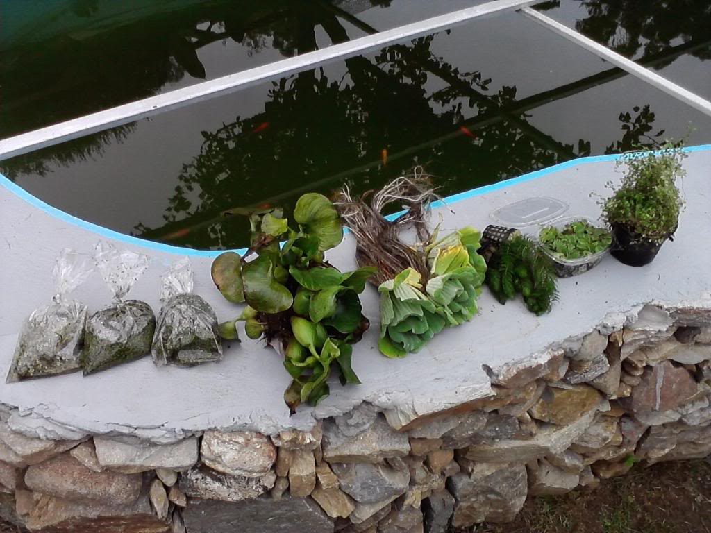 plantas1.jpg