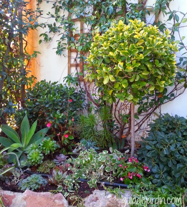 plantas1.jpg
