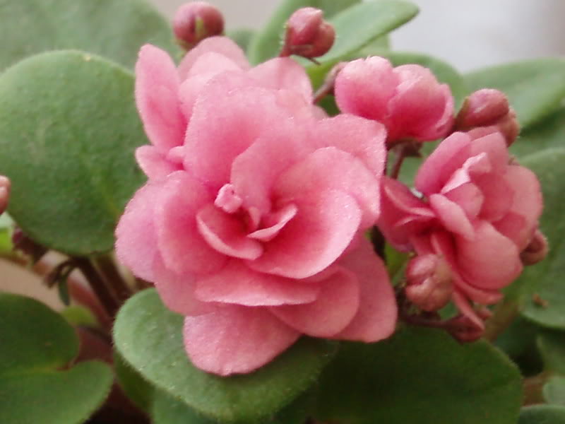 plantas151.jpg