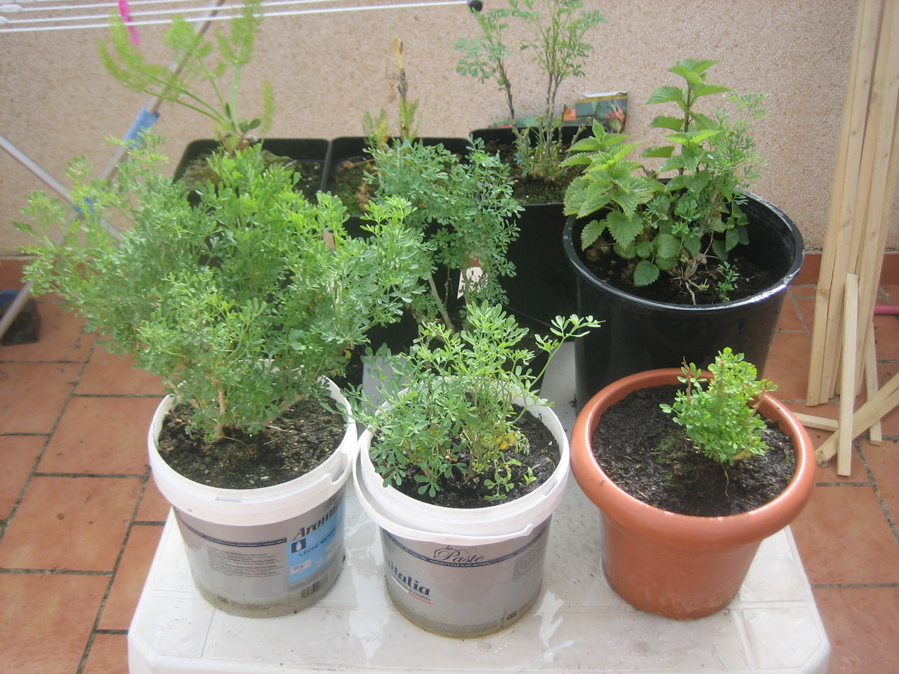 plantas_002.jpg