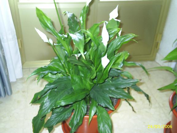 plantas_040.jpg