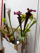 Plantas_Moises.jpg