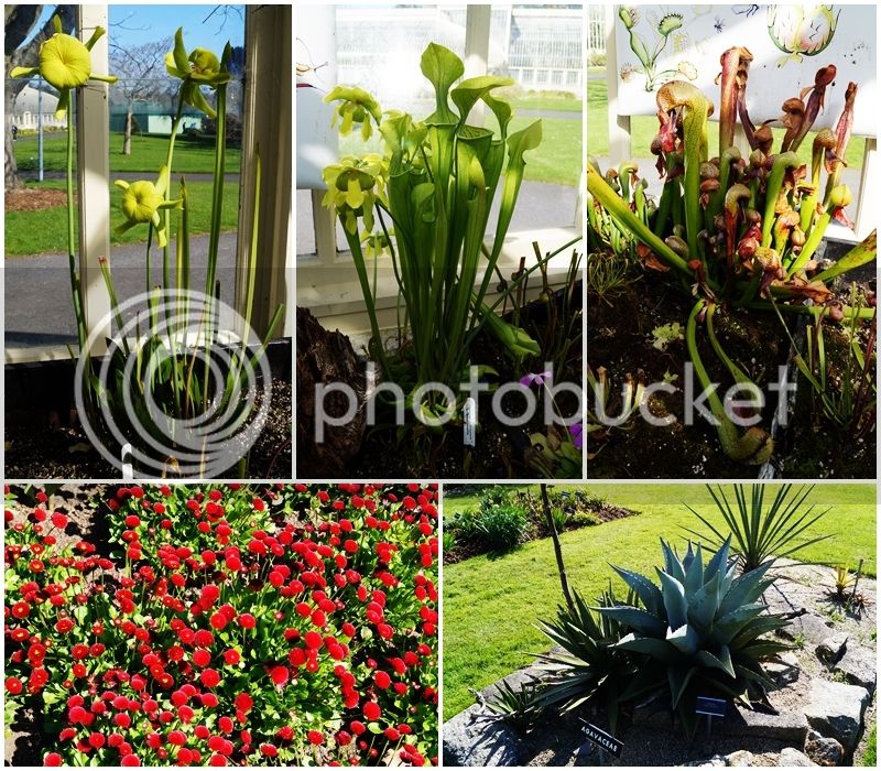 Plantas_zpsjgscsvx5.jpg