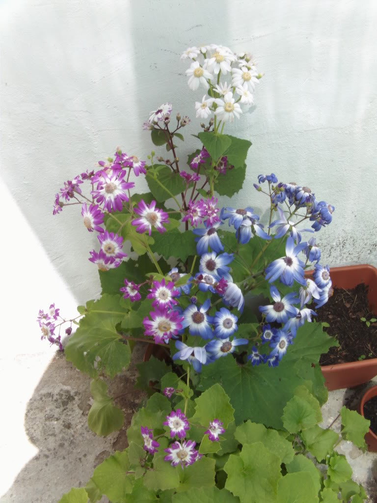plantascineraria.jpg