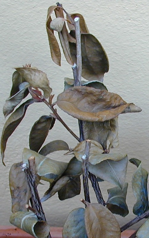 plantash.jpg