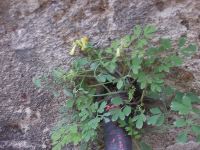 PlantasPragayBudapest-10.jpg