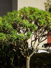 plantasuni%2010%20OK%7E0.JPG