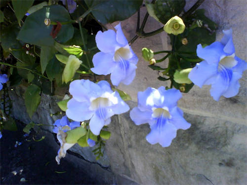 plantaSYDblavaTrepadora.jpg