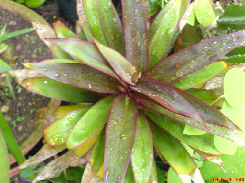 plantaterrario2.jpg