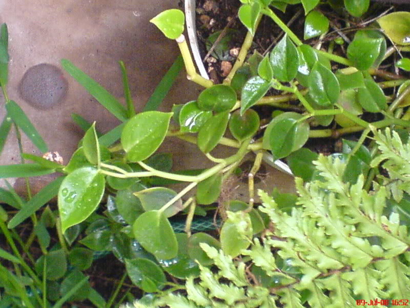 plantaterrario7.jpg