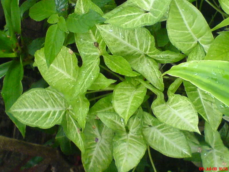 plantaterrario9.jpg