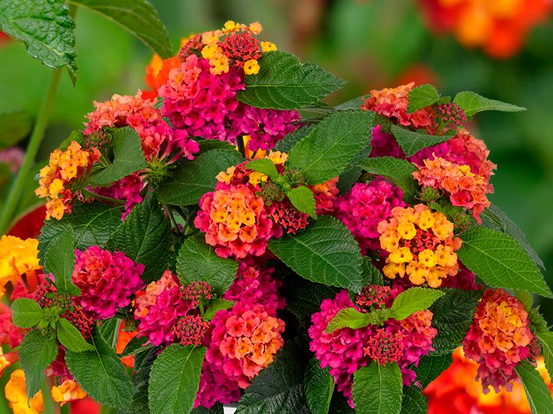 plantel-lantana-lediciajpg.jpg