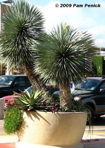 Planter%20w%20Yucca%20rostrata.JPG