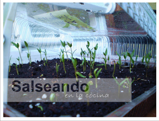 planter01.jpg