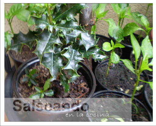 planter03.jpg