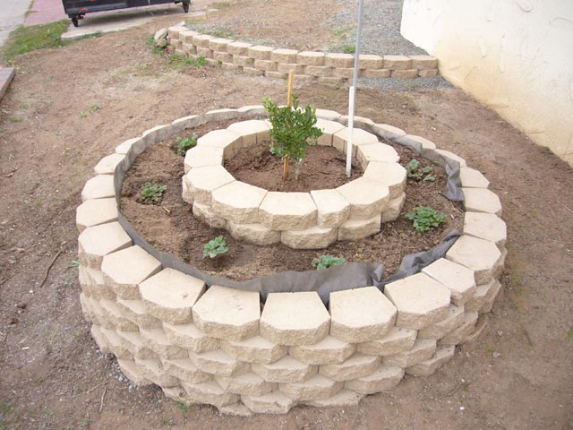 planter_with_citrus_tree.jpg
