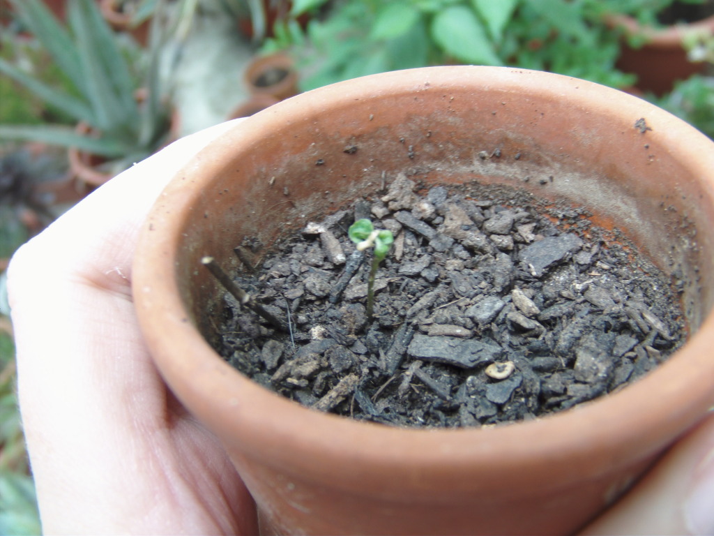 Plantinbolivianrainbownjpg.jpg