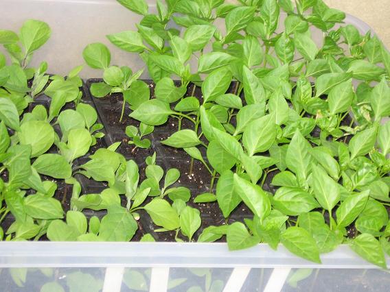 plantines berengenas y pimientos.jpg