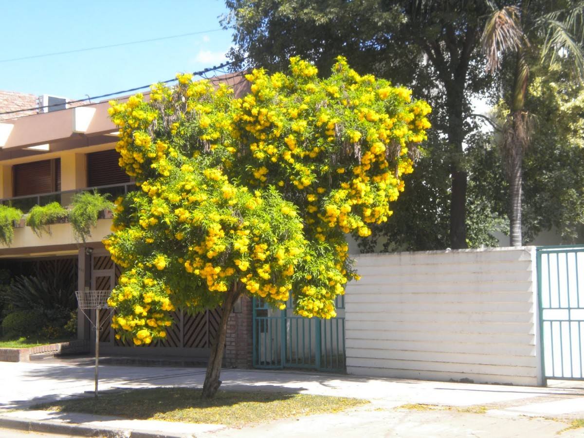 plantines-de-guaran-amarillo-tecoma-stans-7171-MLA5162222989_102013-F.jpg