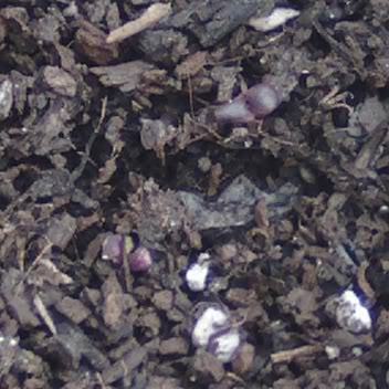 plantinesalbahacamorada.jpg