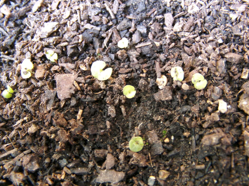 plantinescoleos.jpg