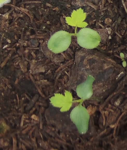 plantinesparaid.jpg