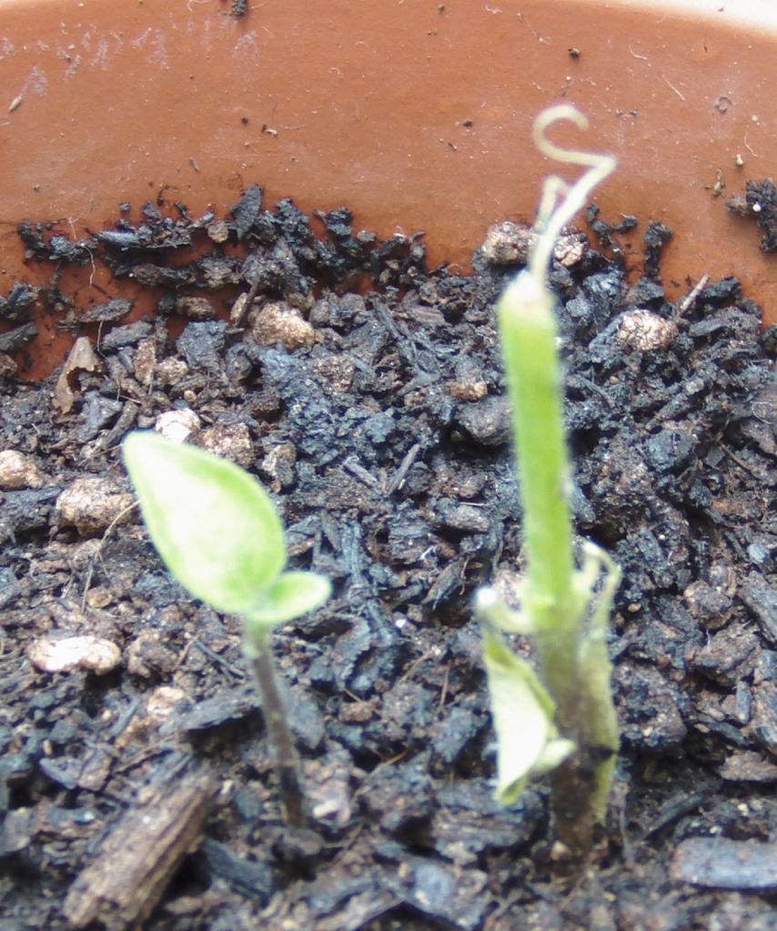 plantinespimientoscampanillas.jpg