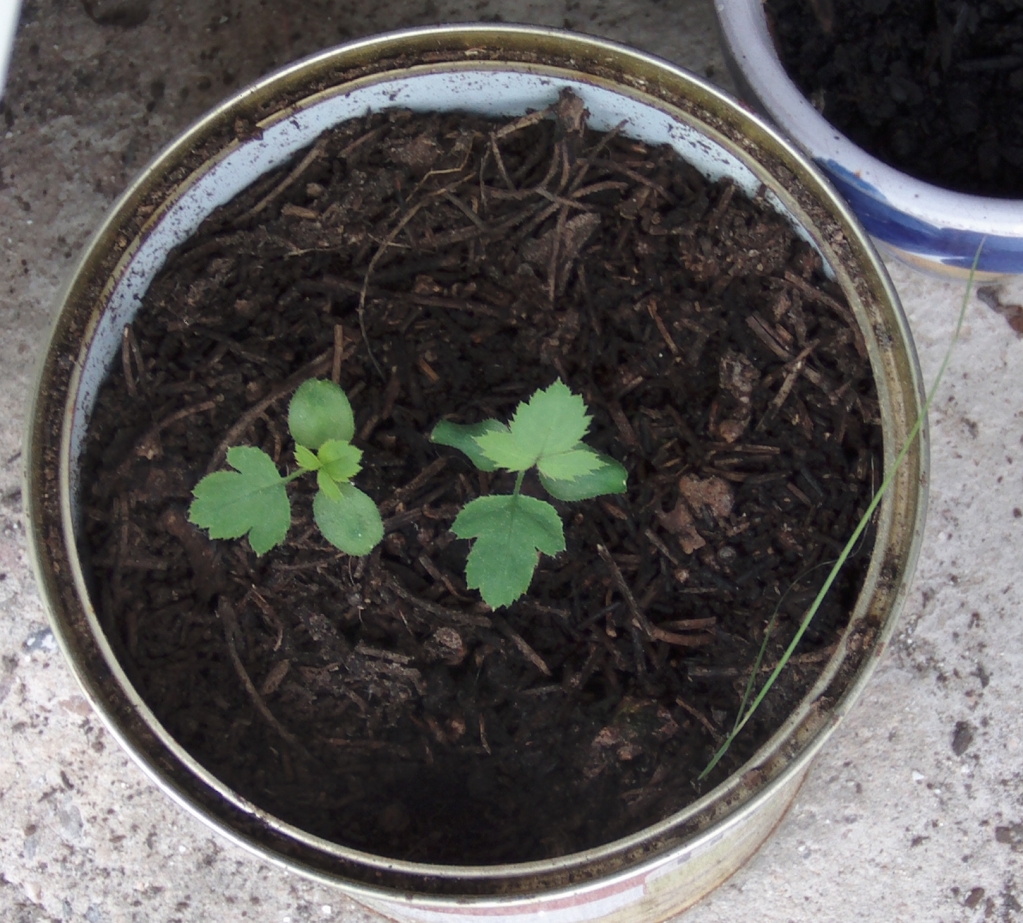 plantinesrosalcreciendo.jpg