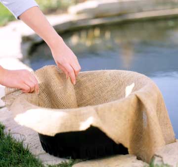 planting_waterlilies_1.jpg