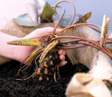planting_waterlilies_4.jpg