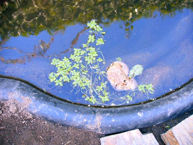 plantita%20arroyo%20bambapk.jpg
