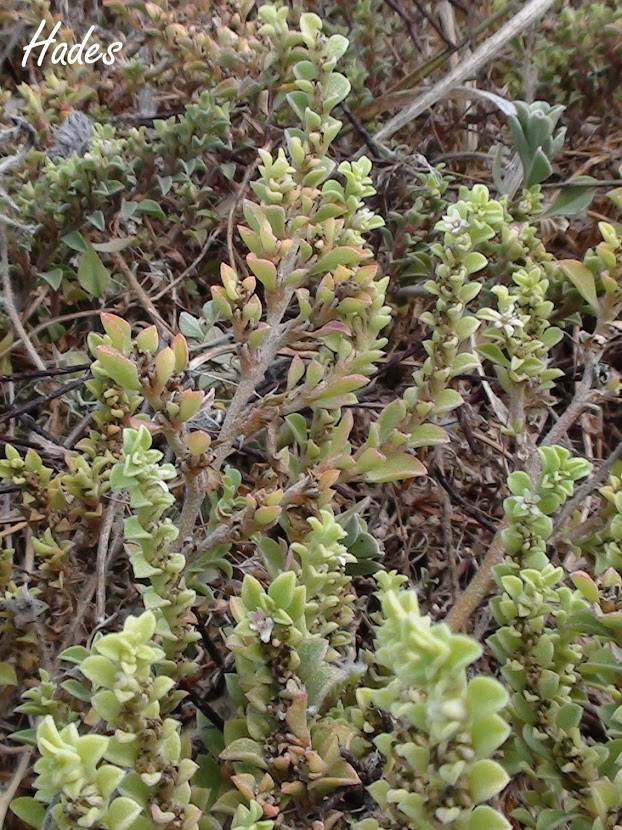 plantita.jpg
