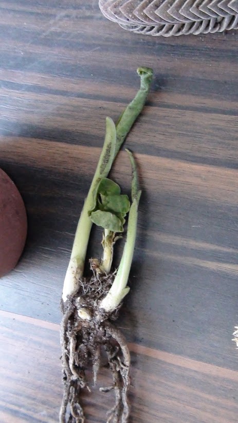 plantita.jpg