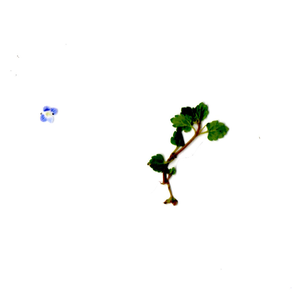 Plantita.png