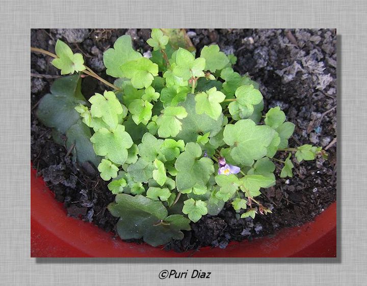 PLANTITA+SILVESTRE.jpg
