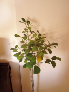 plantita1.JPG