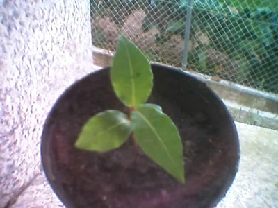 plantita2.jpg