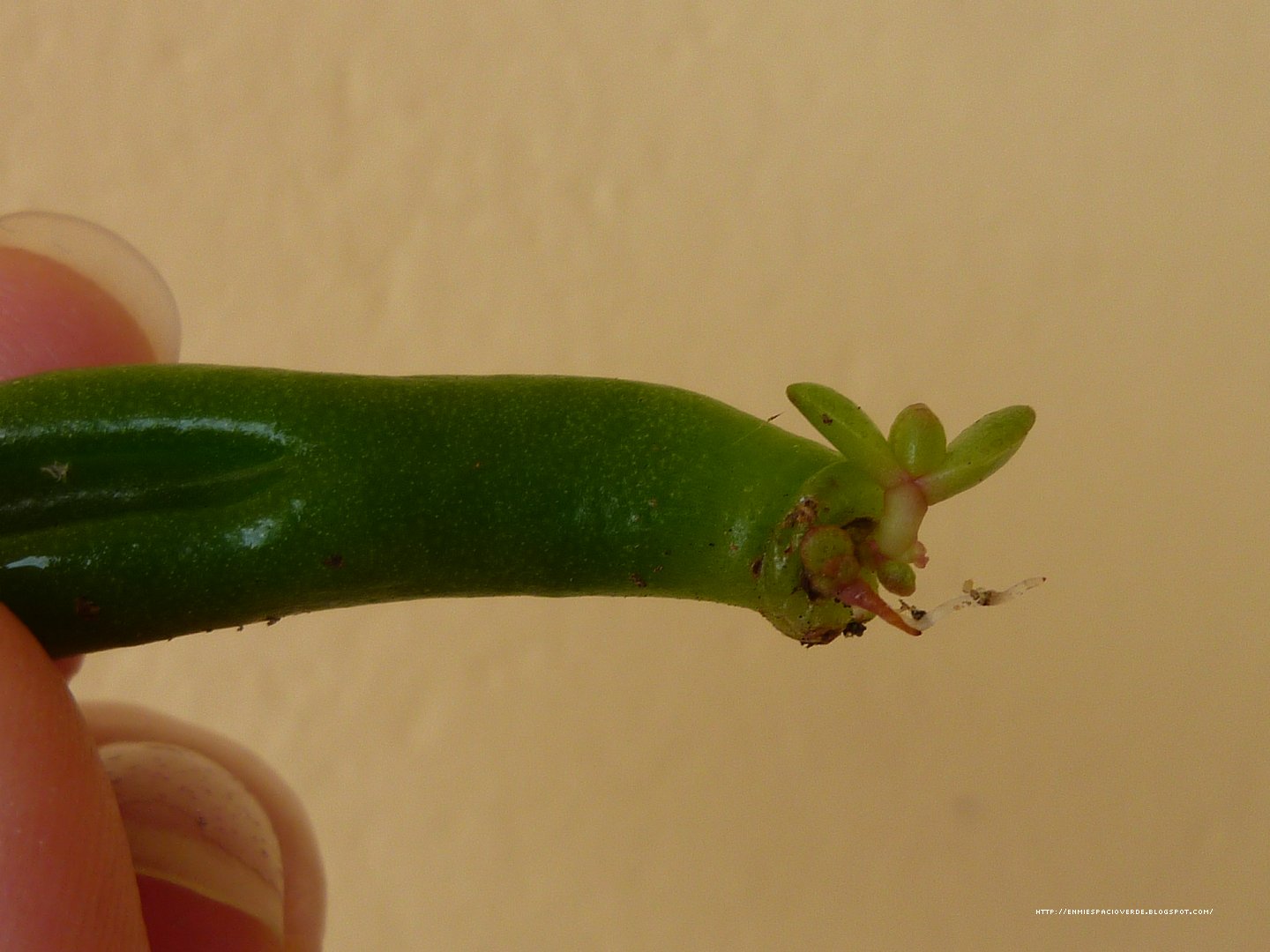 plantitanueva.jpg
