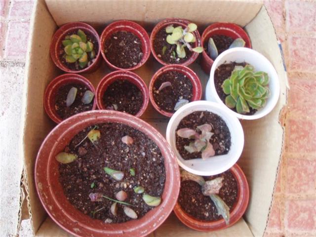 plantitas 043 (Small).jpg