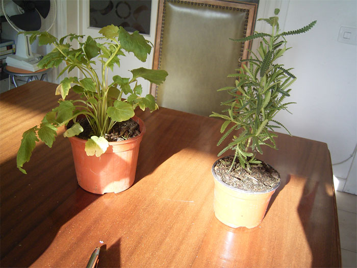 plantitas.jpg