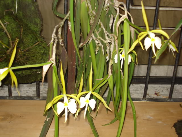 plantitas001.jpg