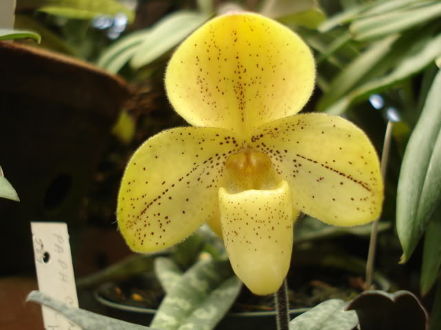 plantitas011.jpg