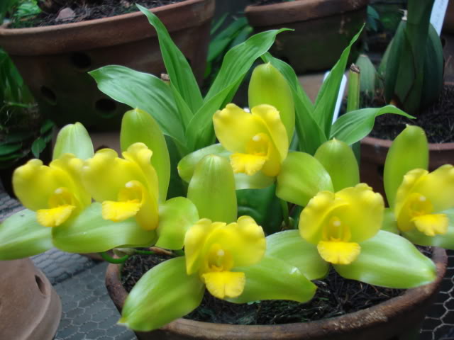 plantitas016.jpg