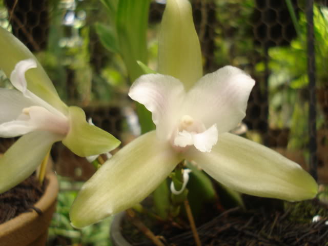 plantitas017.jpg