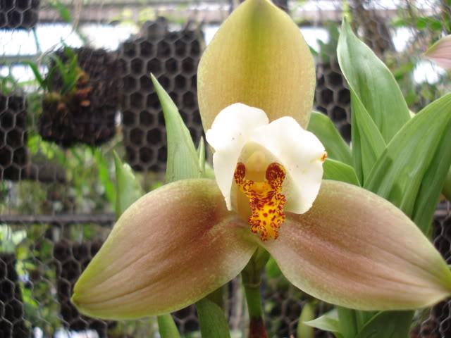 plantitas019.jpg