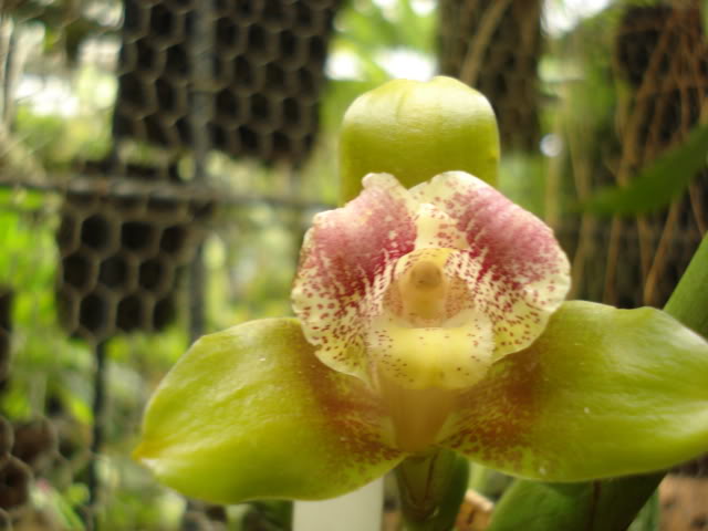 plantitas020.jpg