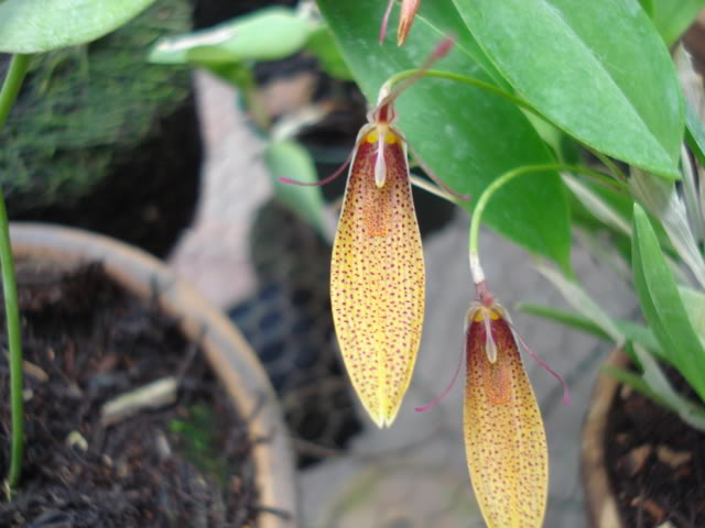 plantitas023.jpg