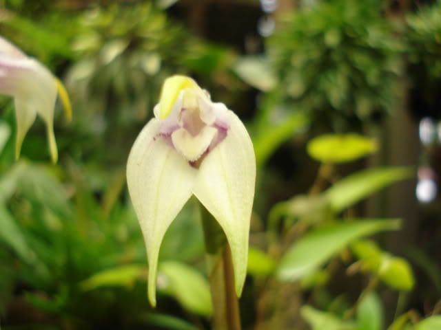 plantitas028.jpg
